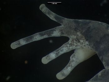 Media type: image;   Herpetology A-138084